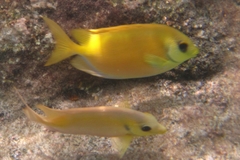 Siganus corallinus