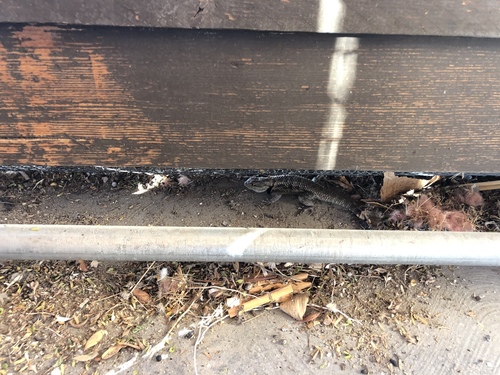iNaturalist observation photo of Desert Spiny Lizard