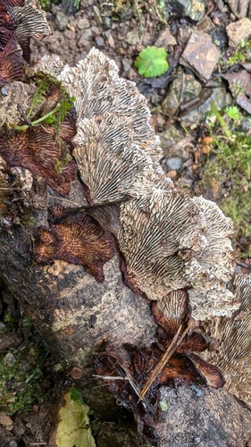 Daedaleopsis tricolor