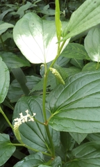 Saururus chinensis