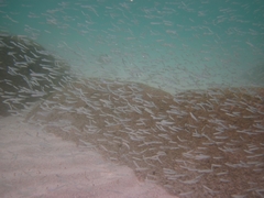 Atheriniformes