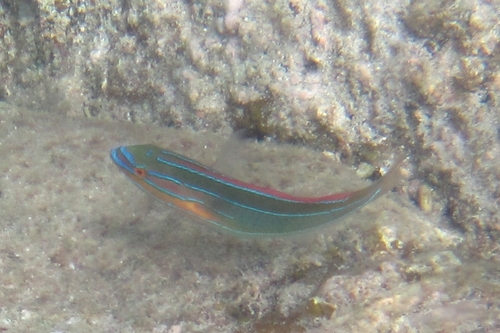 Three-lined rainbow wrasse (Stethojulis trilineata) — Labridae — 4
