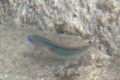 Stethojulis trilineata