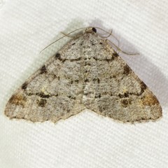 Macaria signaria