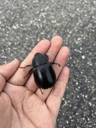 Xylotrupes socrates tonkinensis