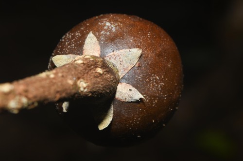 Manilkara bidentata (A.DC.) A.Chev.