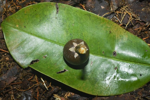 Manilkara bidentata