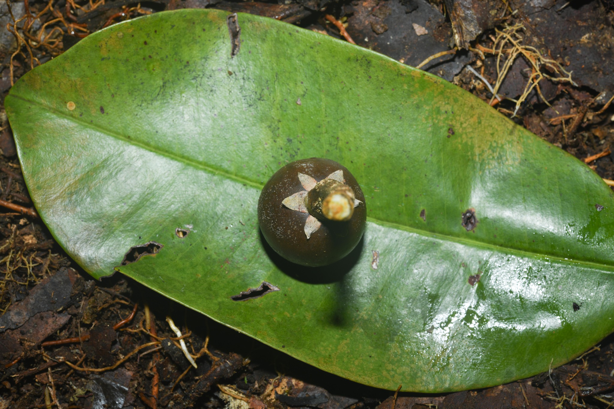 Manilkara bidentata