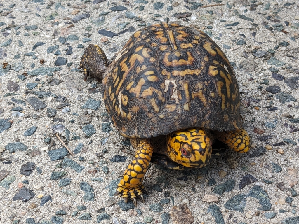 Eastern Box Turtle in October 2024 by liriodendron_tulipifera · iNaturalist