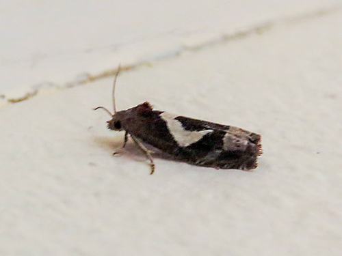 White-foot Bell, 9699 Vriescheloo, Nederland, photo 9 of 10