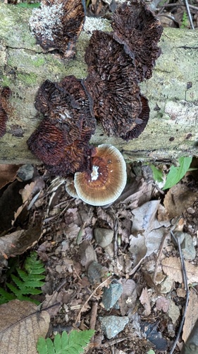 Daedaleopsis tricolor