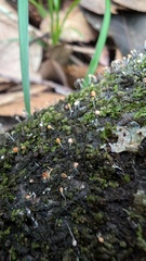 Stilbocrea gracilipes