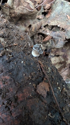 Pluteus thomsonii