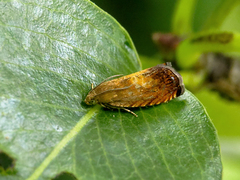 Pammene aurita