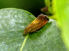 Pammene aurita