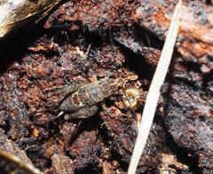 Pleioplectron hudsoni