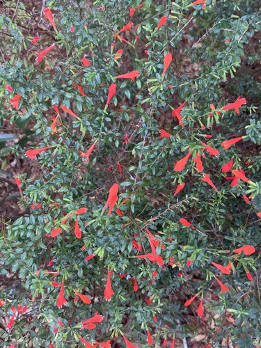 Image of Clinopodium coccineum by no rights reserved