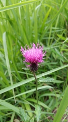 Cirsium japonicum