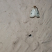 Lepidoptera