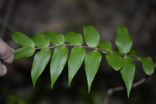 Ripogonum fawcettianum F.Muell. ex Benth.