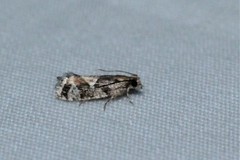 Zeiraphera canadensis