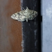 Spilomelinae