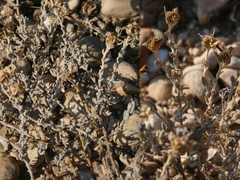 Mesembryanthemum junceum