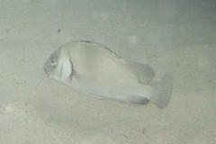 Plectorhinchus