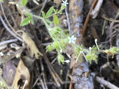 Nemophila parviflora