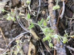Nemophila parviflora