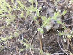 Nemophila parviflora
