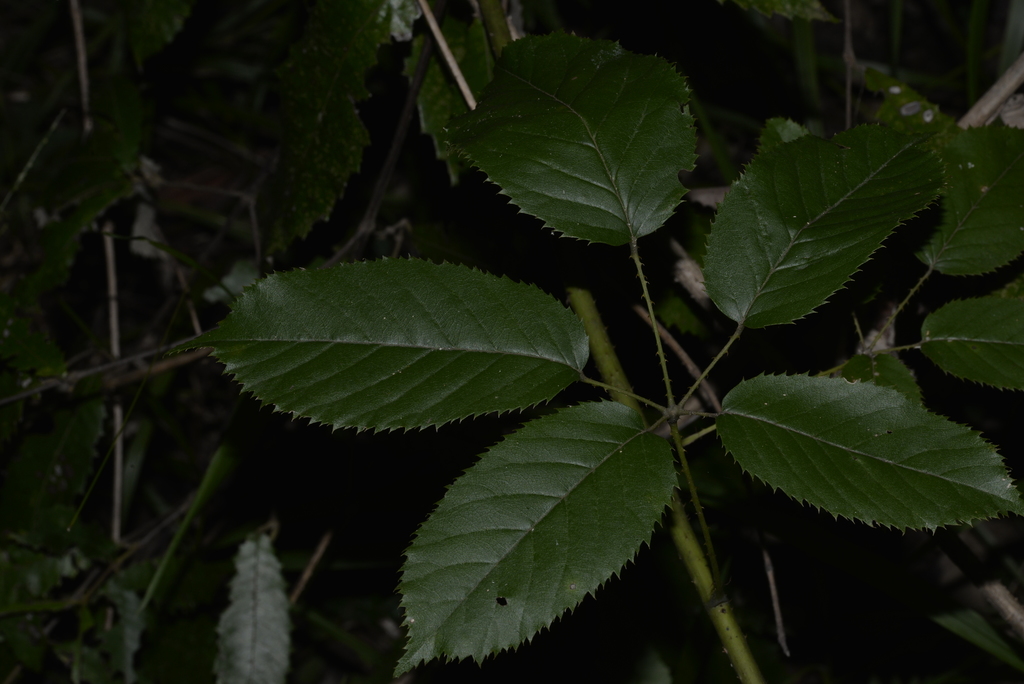 Green-leaved Bramble