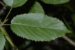 Rubus nebulosus