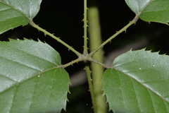 Rubus nebulosus