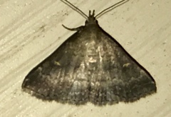 Renia flavipunctalis