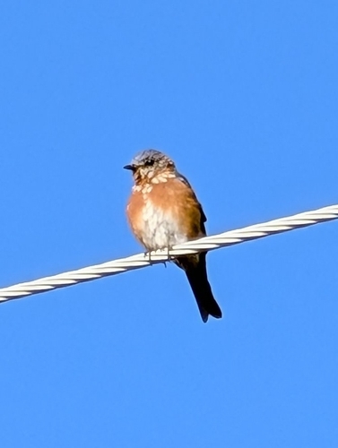 Eastern Bluebird photographed in Missouri