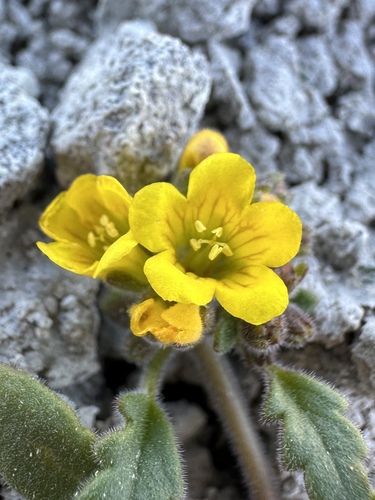Image of Phacelia lutea by (c) Matt Berger, some rights reserved (CC BY)