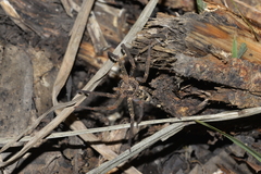 Heteropoda longipes