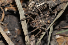 Heteropoda longipes