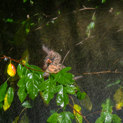 Northern Cardinal photographed in Delaware