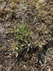 Potentilla heptaphylla