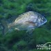 Black Bream - Photo (c) Nigel Marsh, some rights reserved (CC BY-NC), uploaded by Nigel Marsh