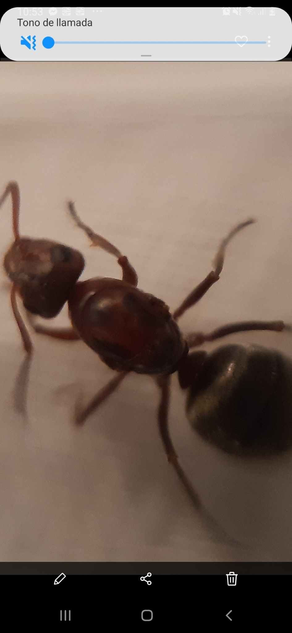 Formica propatula