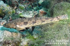 Pseudaphritis urvillii