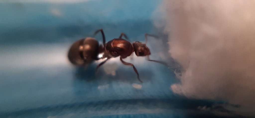 Formica propatula