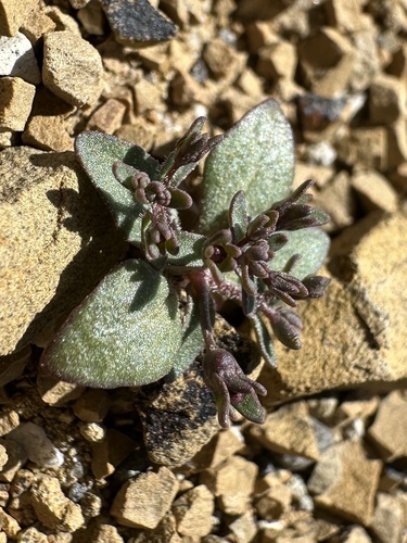 Image of Nemacladus rigidus by (c) Matt Berger, some rights reserved (CC BY)