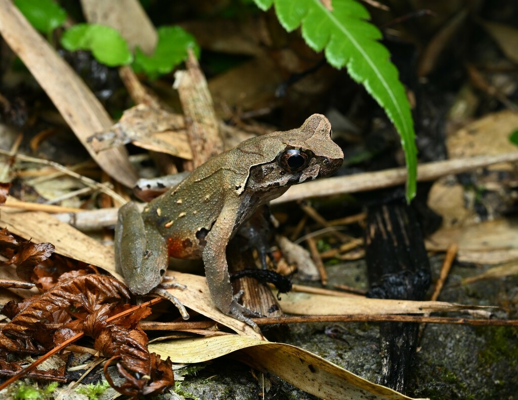 Boulenophrys qianbeiensis
