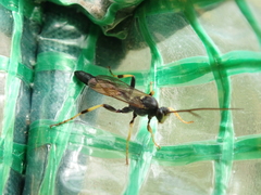 Ichneumon confusor