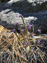 Phacelia quickii