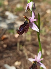 Ophrys × flavicans, photograph Niko Ioannidis, CC BY, iNaturalist via GBIF